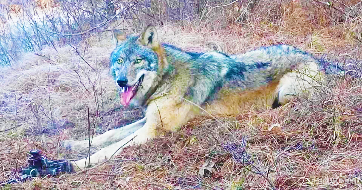 Brave Man Rescues Timber Wolf Stuck in His Trap