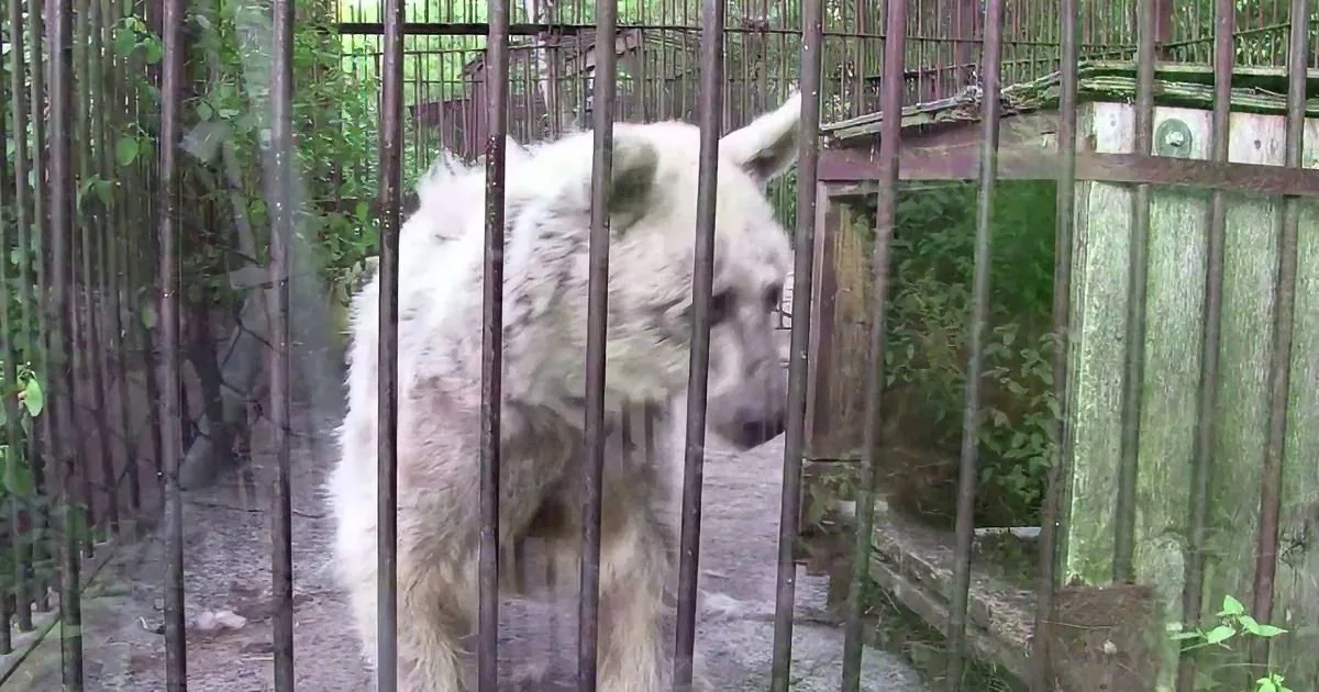 A large white dog with a fluffy coat stands behind metal bars in a fenced enclosure.