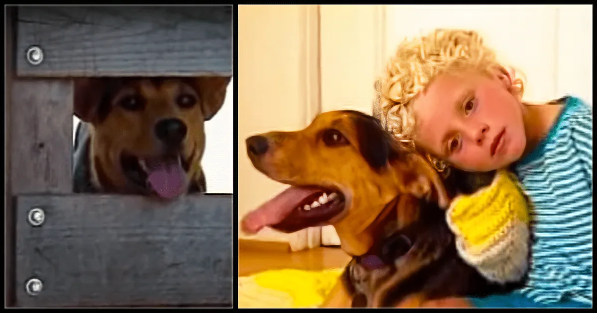 A dog with a happy expression is peeking through a wooden fence, while another dog is being held by a person with curly hair.