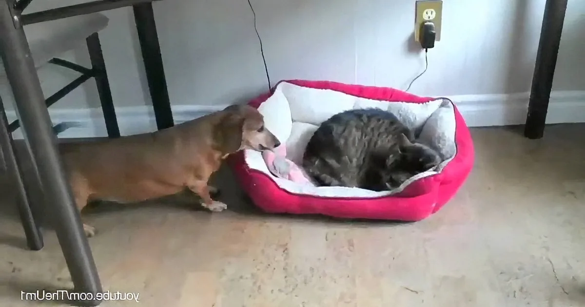 The Way These Dogs React to Finding Cats Sleeping in Their Beds Will Leave You in Stitches