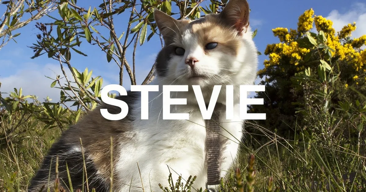 He Took His Cat for a Hike on a Mountain. Just Wait Until You See the Cat's Eyes...