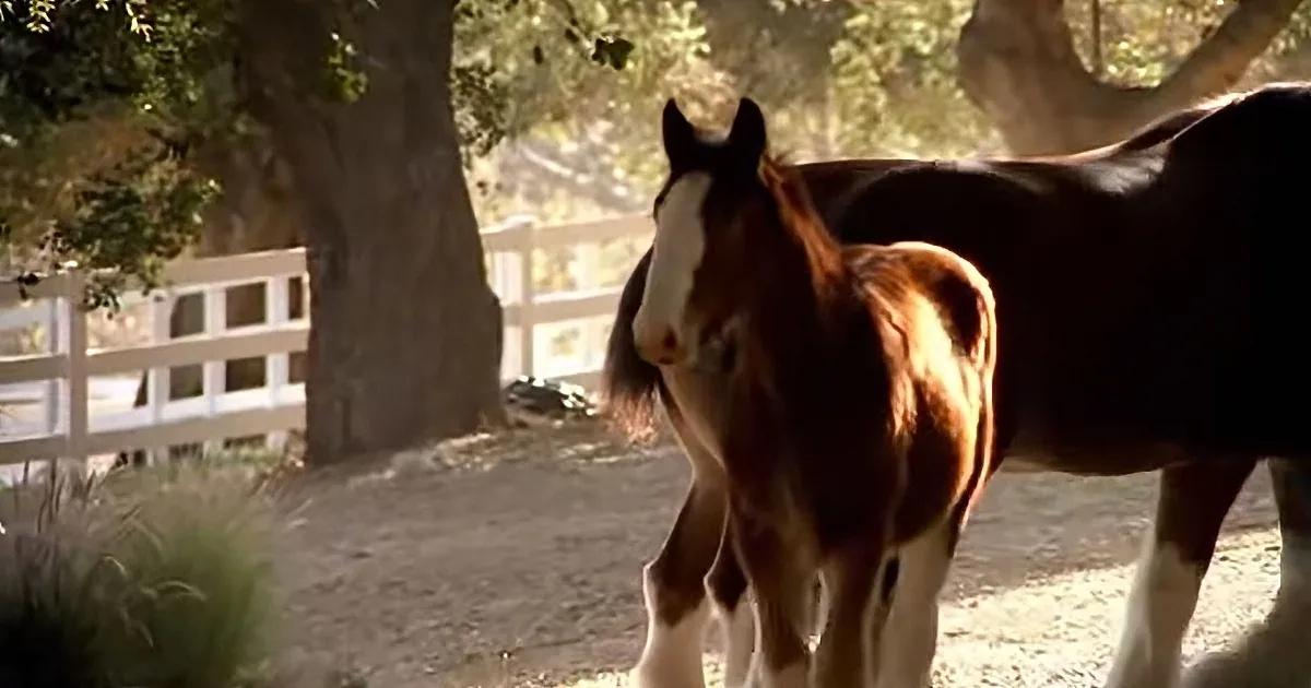 An Enterprising Foal Decides to Outdo Dad, Now Wait Until You See What He Does Next...