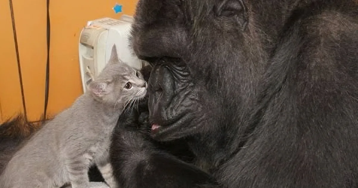 Gorilla Receives a Box of Kittens for Her Birthday, Her Next Move Left Me Absolutely Speechless