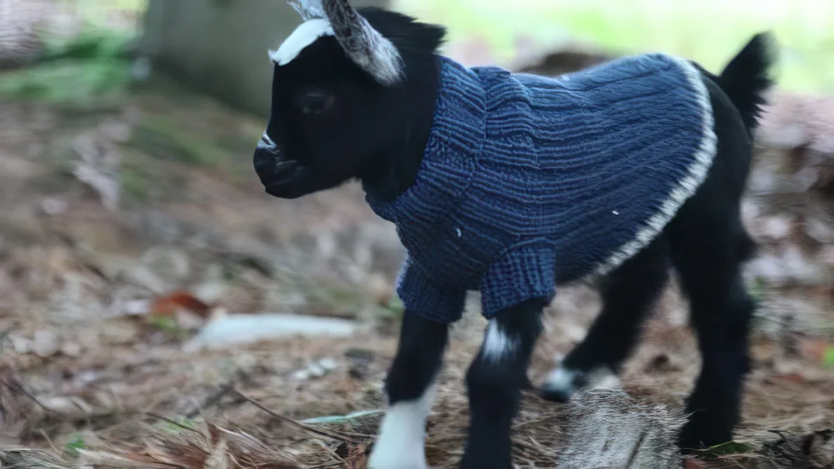 A baby goat wearing a blue knitted sweater stands on forest floor with scattered leaves.