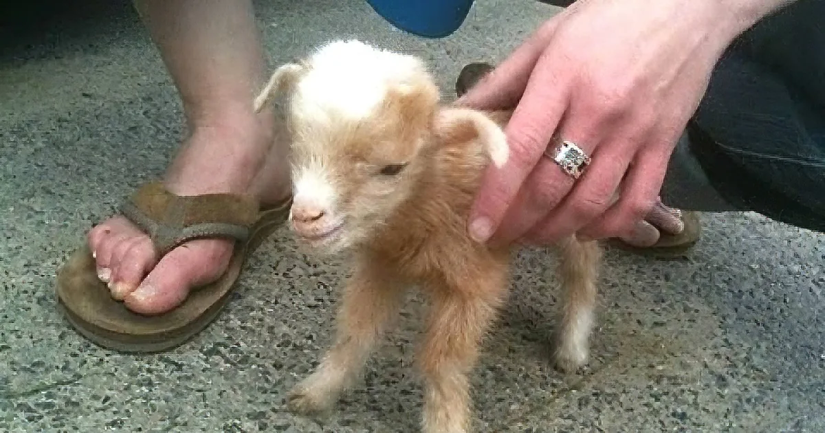 A small, fluffy, light brown baby goat stands on a textured surface, being gently petted by a person wearing sandals.