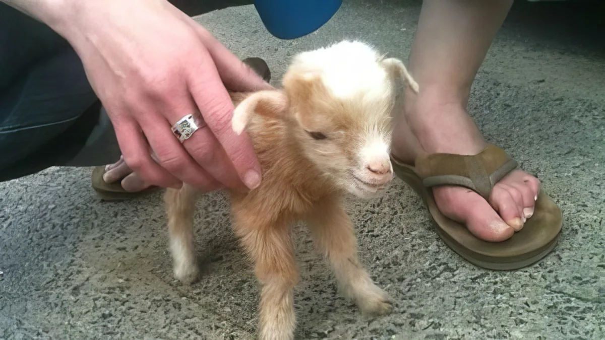 A small, fluffy, light brown lamb is being held by two people on a stone surface.