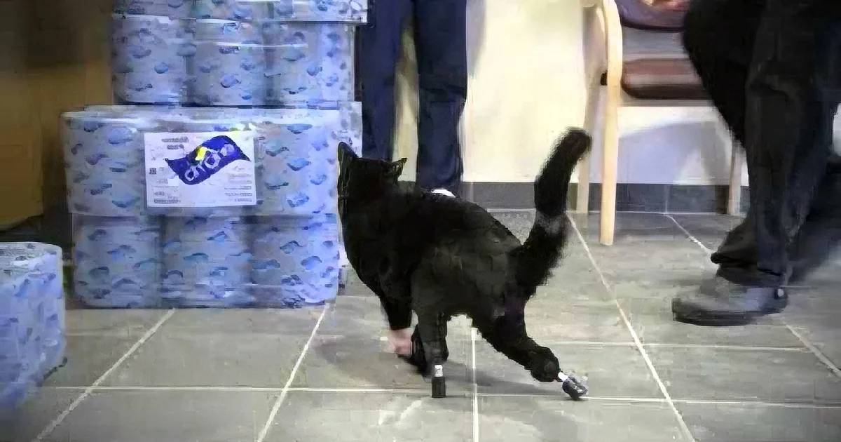 A black cat with a prosthetic leg walks near stacks of toilet paper rolls in a room.