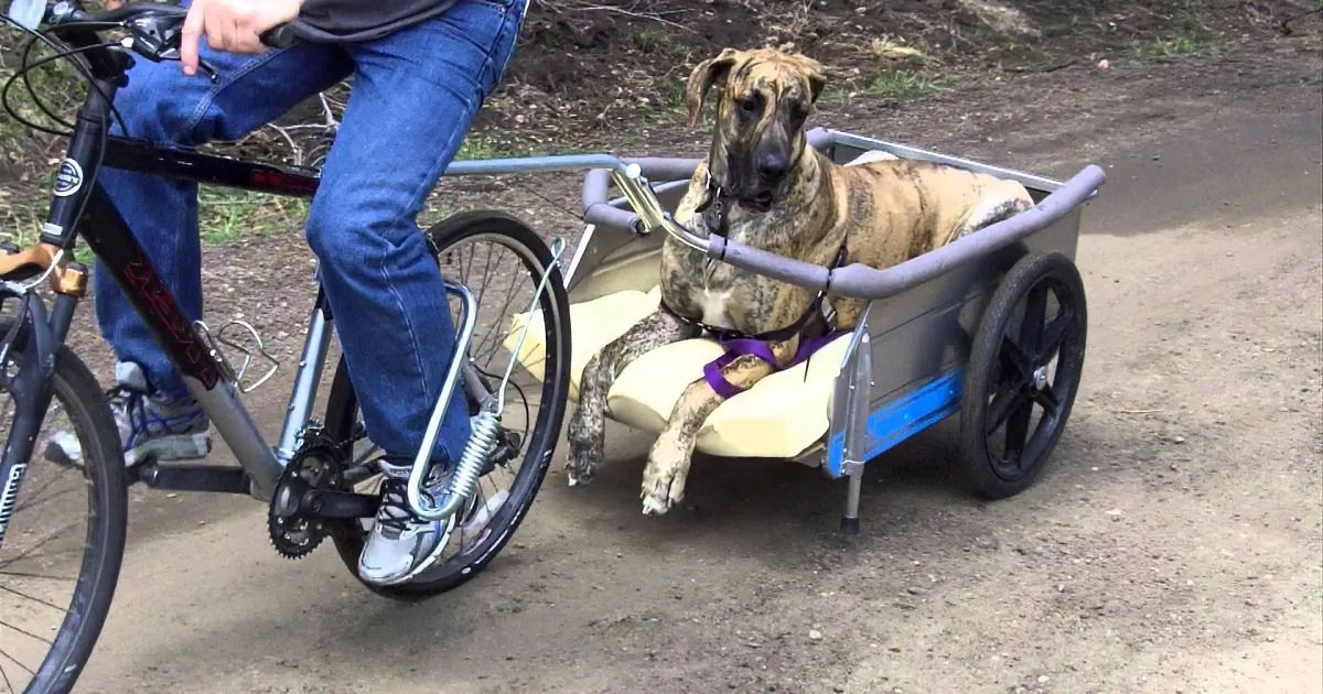 A person rides a bike with a dog in a cart attached to the back.