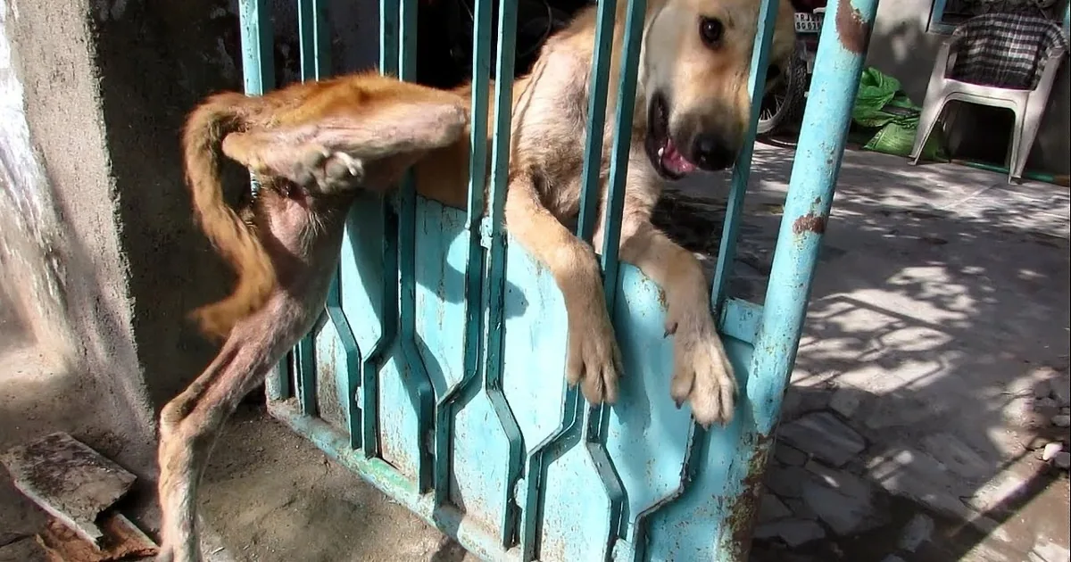 Desperate for Help and Crying, a Trapped Dog Gets Freed From a Gate