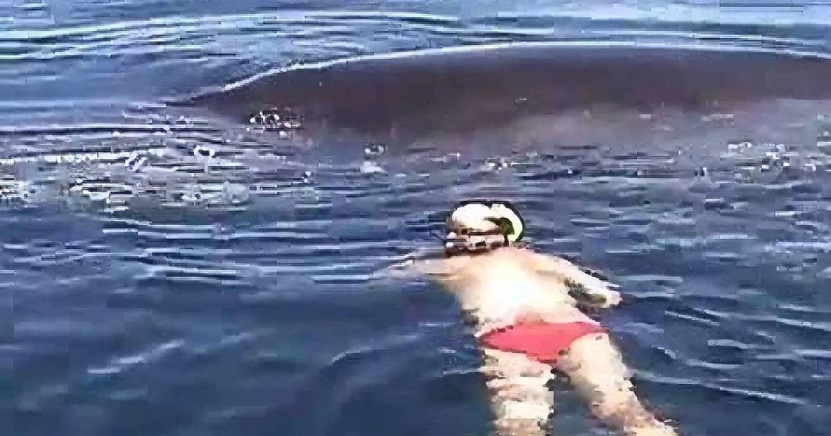 They Thought This Whale Was Dead. Then Something Amazing Happened and Brought Tears to My Eyes