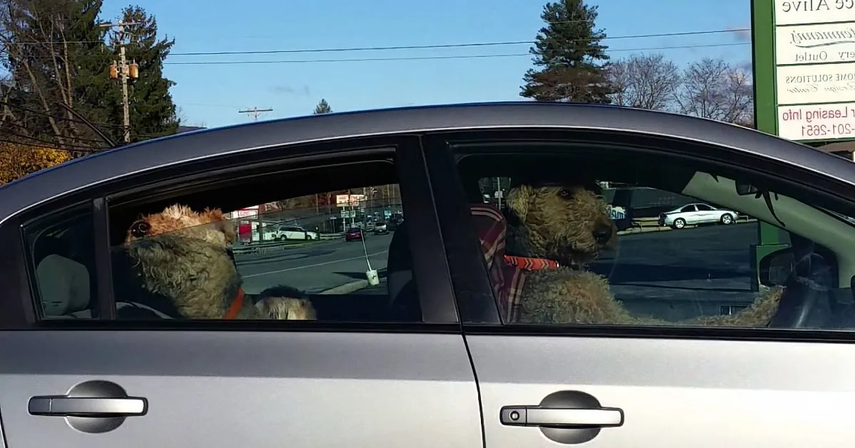 Dog Gets Impatient Sitting in the Car Waiting for His Owner and Takes Matters Into His Own Paws