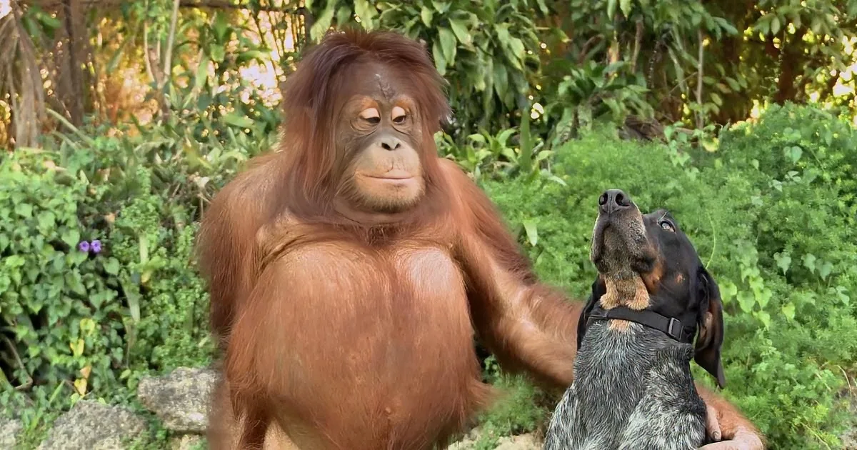 An orangutan and a dog are standing together in a lush, green outdoor setting.