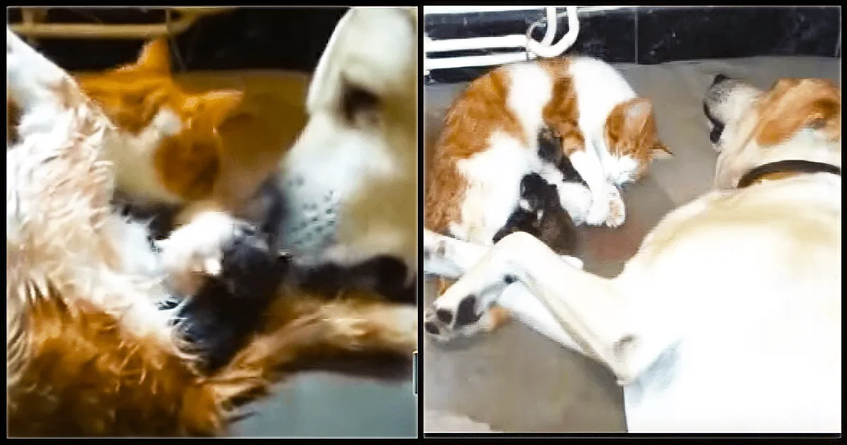 Dog Helps Mother Cat Deliver Her Kittens and It Is Incredibly Beautiful to Watch