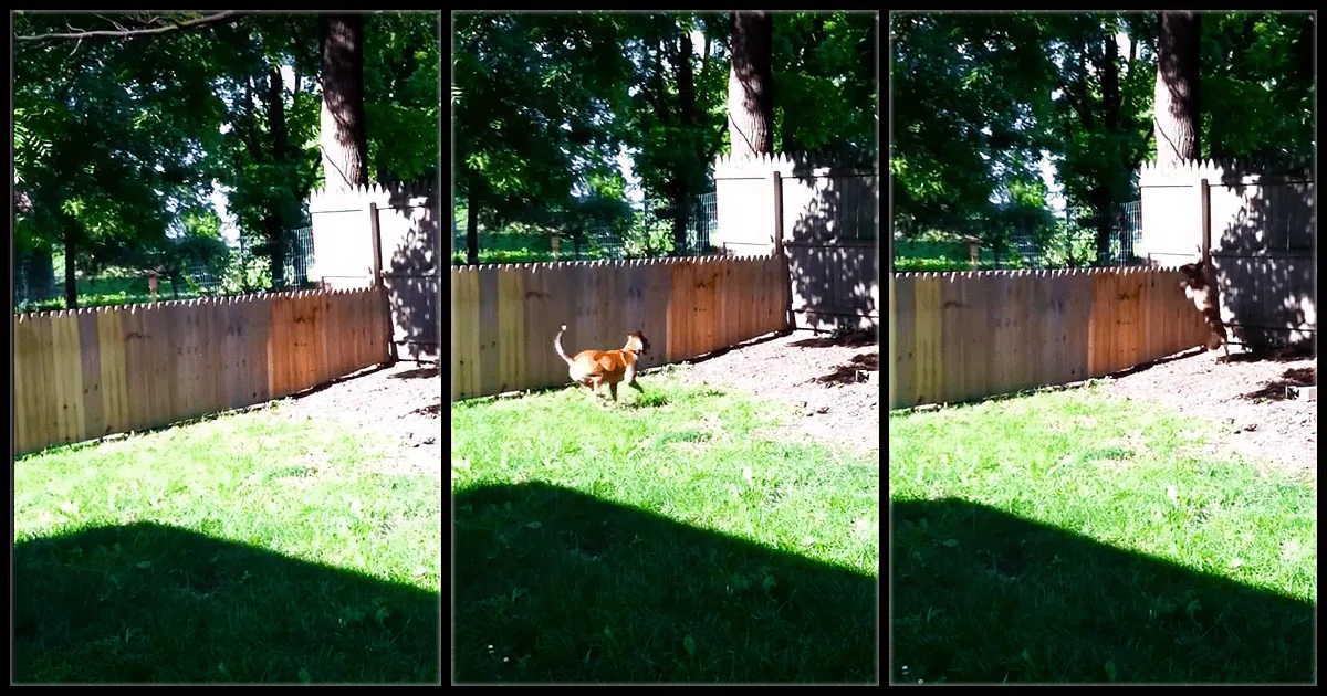 Dad Proudly Builds a Fence to Protect His Dog. Now Just Keep Your Eyes on the Dog