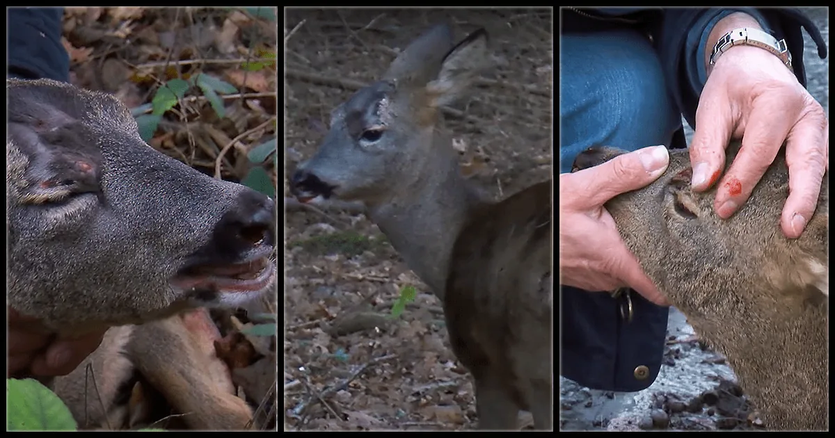 A deer with a visible wound on its face is being examined by a person in a forest setting.