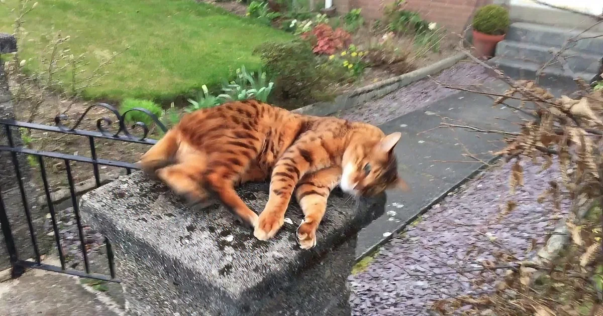 Where Have You Been, My Human? This Kitty Can''t Wait for His Human Dad to Come Home
