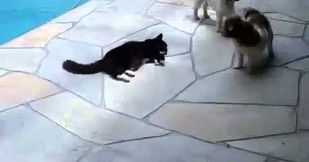 Funniest Way to Settle an Argument Ever: Annoyed Cat Pushes a Dog Into the Swimming Pool