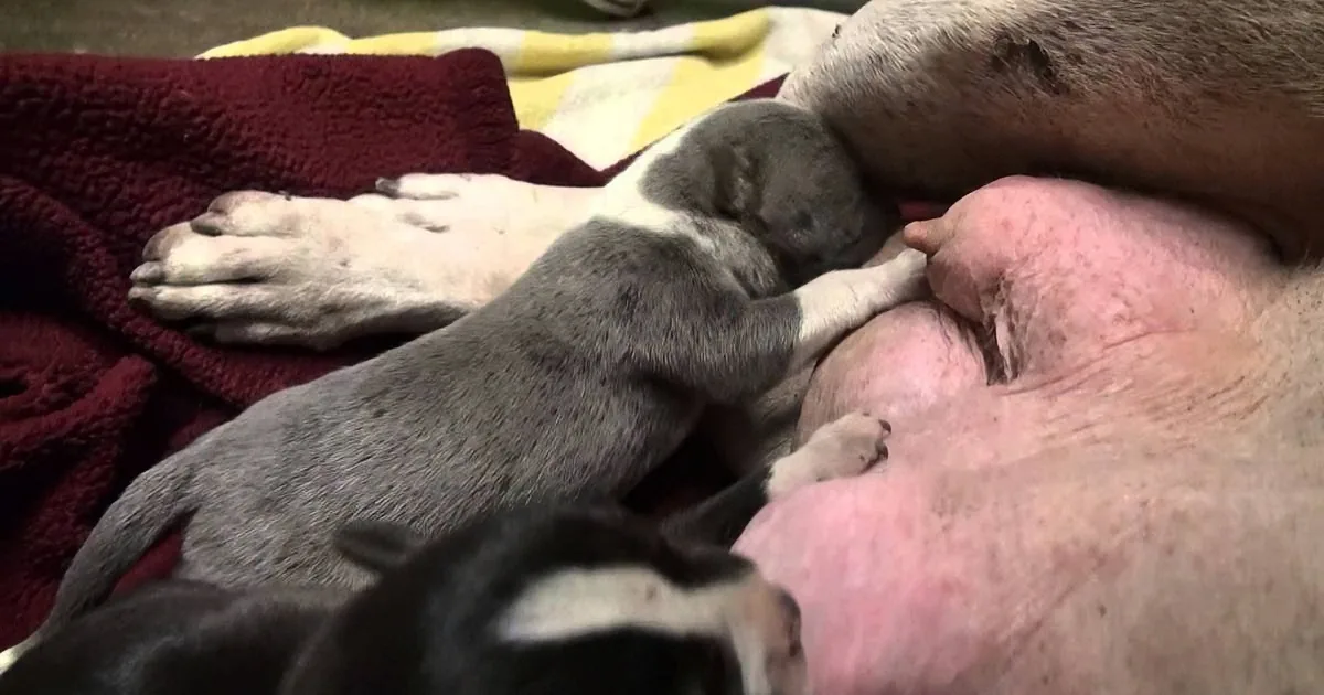 Stray Pit Bull and Her Newborns Are Rescued -- but Mama Tells Them Something Is Still Wrong
