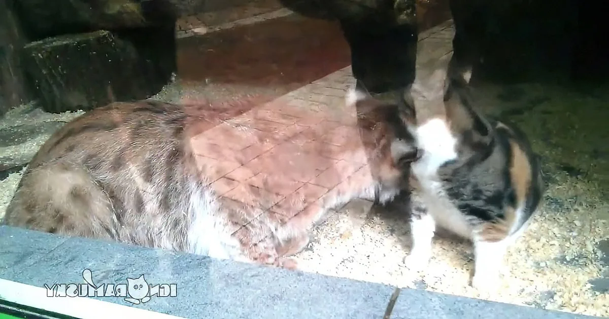 This Cat Has Made Herself at Home at the Zoo. She Loves Making All Sorts of New Friendships