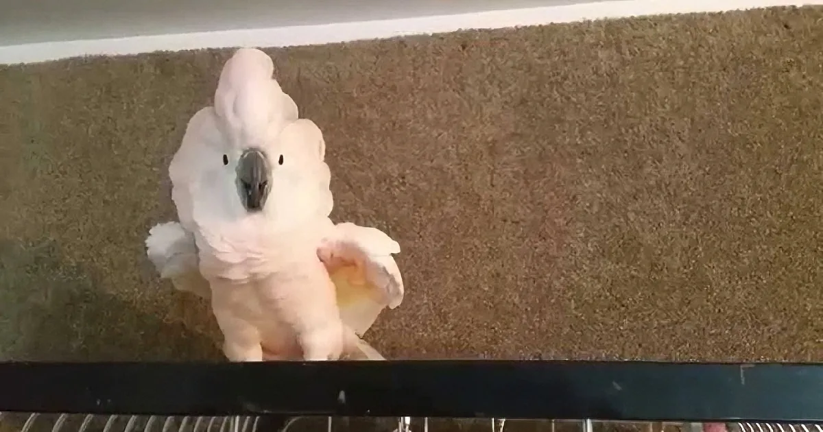 Enraged Cockatoo Is Told to Go Back to Her Cage and Throws an Expletive-Filled Tantrum