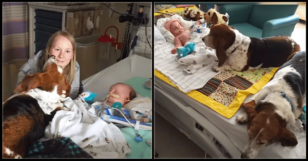 They Had to Say Goodbye to Their Baby Girl, but What the Dogs Did Was Incredibly Touching