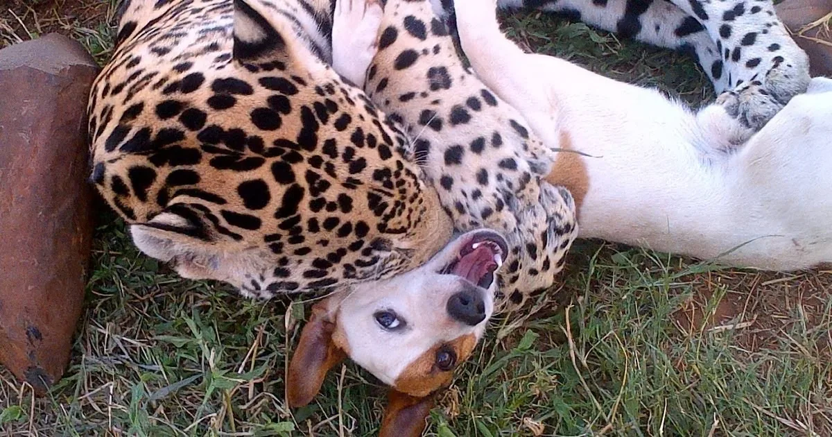 A dog and a jaguar are lying on the grass, appearing relaxed and close together.