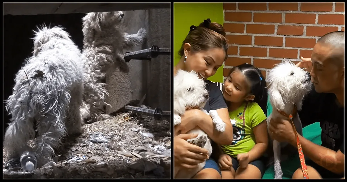 Brother Covered His Sister With His Own Body to Protect Her: Watch What the Rescuers Do Next