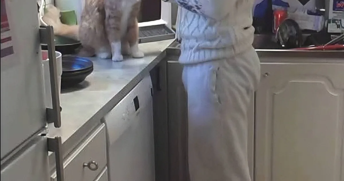 Before He Goes out Every Morning, His Cat Requires This Special Goodbye