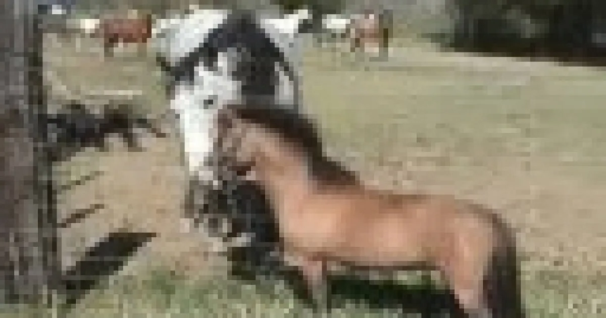 Horses Gather Round to Meet a Tiny Friend They Just Can''t Seem to Understand