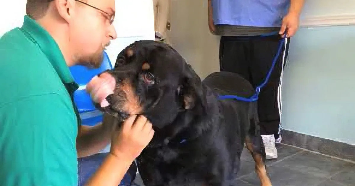 Keep an Eye on That Door: the Dog This Man Lost 8 Years Ago Is About to Walk Through It