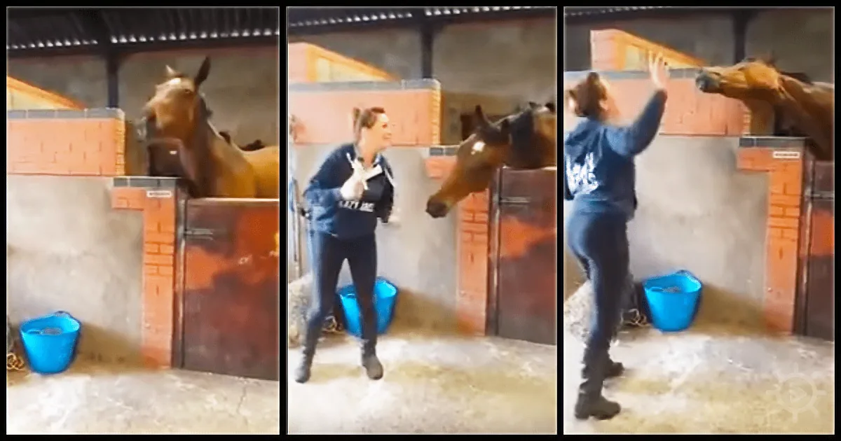 A person in a stable interacts with a horse, gesturing and reaching out, with a blue bucket nearby.
