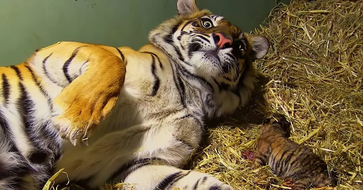A tiger lies on hay, looking up, with a small cub resting beside it.