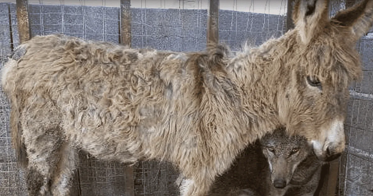 Poor Old Donkey Was Set to Be Killed -- Then a Wolf''s Next Move Stunned the Entire Village