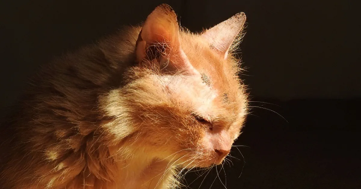 17 Year-Old Cat Loses Everything. Beaten and Abandoned, She Got a New Beginning