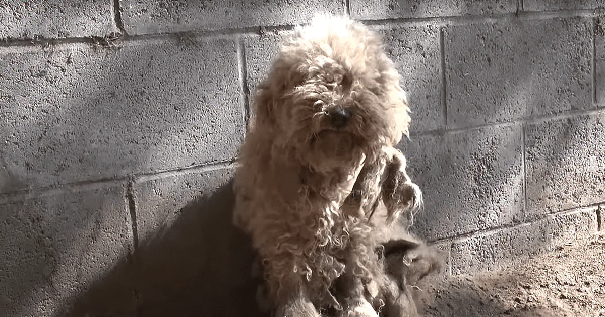 He Lets a Homeless Poodle Into His Car. Now Keep Your Eyes on the Neglected Dog''s Fur