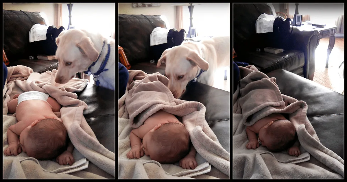 Dog Sneaks up While the Baby Is Taking a Nap -- and It''s Unbelievably Adorable!