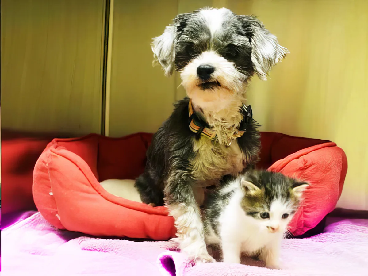 A small black and white dog sits in a red cushioned bed next to a kitten.