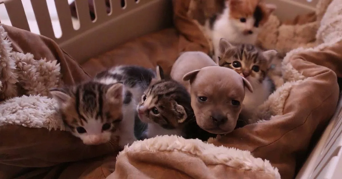 Cute kittens and a puppy snuggle together in a cozy blanket.