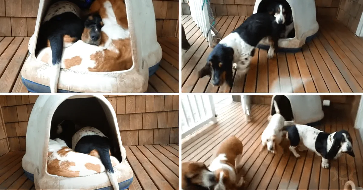 A dog is playfully interacting with another dog in a cozy doghouse on a wooden deck.