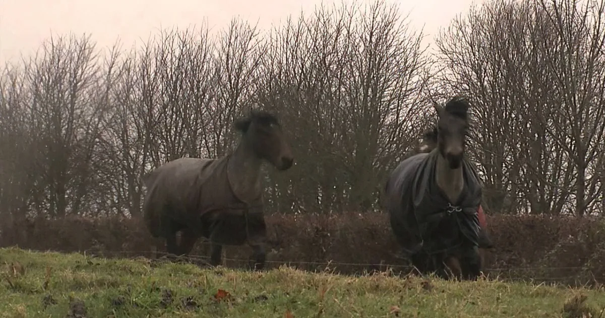 Two horses in black blankets walk on a grassy hillside with bare trees in the background.