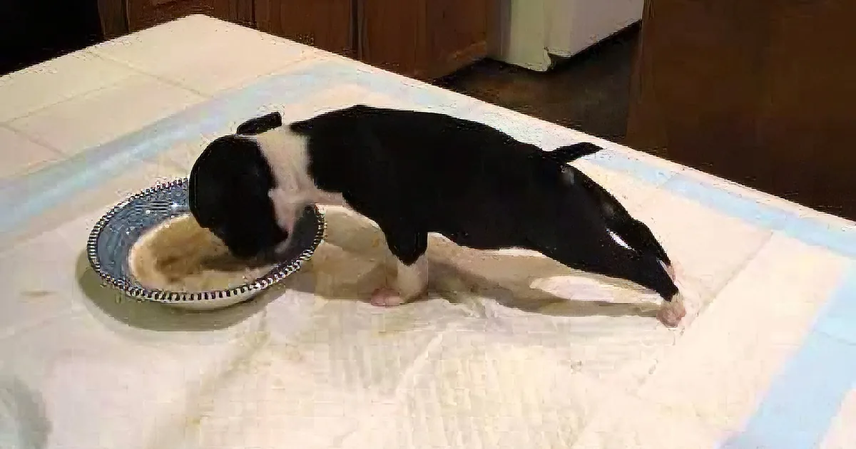 Adorable Boston Terrier Puppy Is Eating His Dinner When Something Incredibly Funny Happens