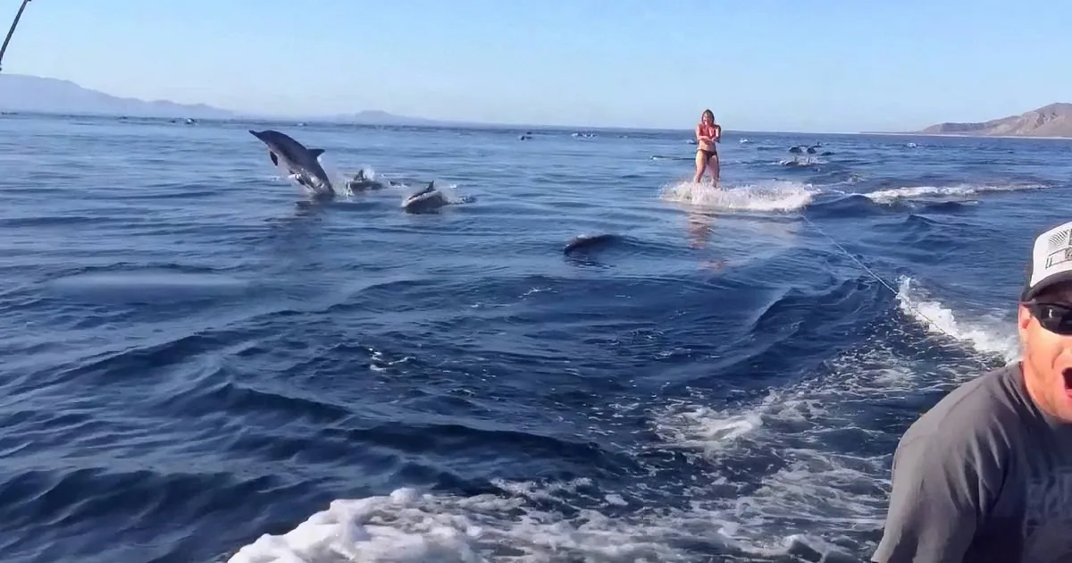 A woman in a bikini rides a dolphin while others swim nearby, with a man on a boat in the foreground.