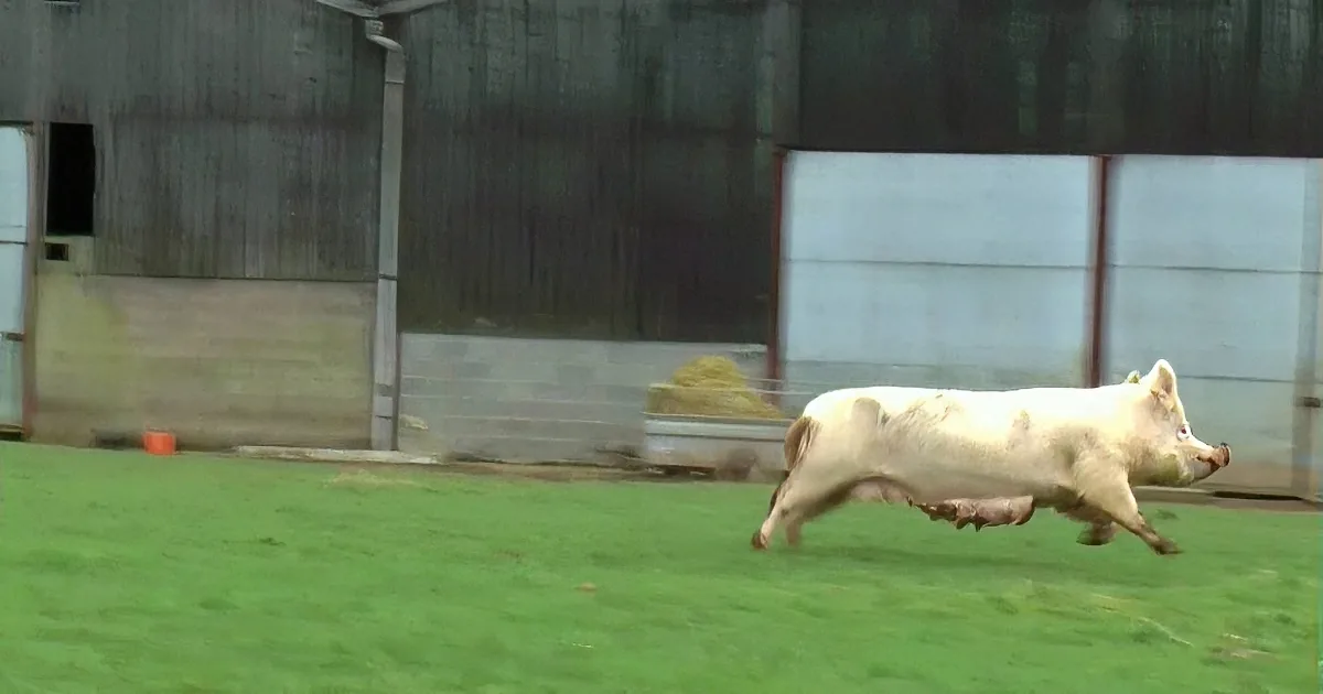 A Mother Pig Takes Her Six Piglets Outside for Very First Time