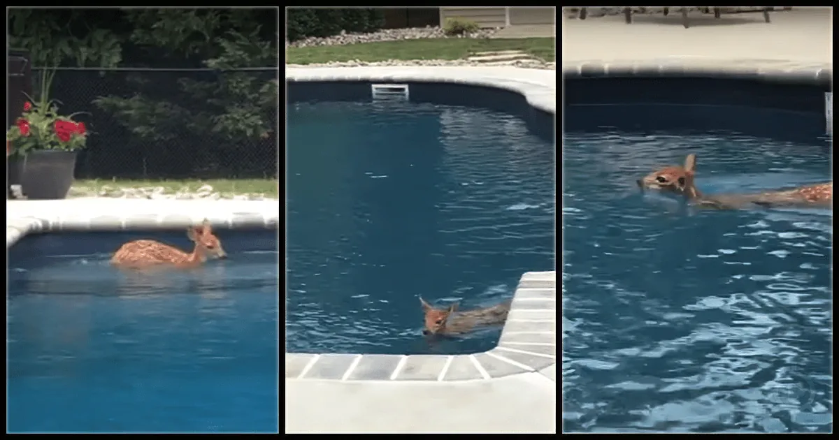 Woman Sees an Animal in Her Pool. When She Realizes It''s Not a Dog, She Reaches for the Camera