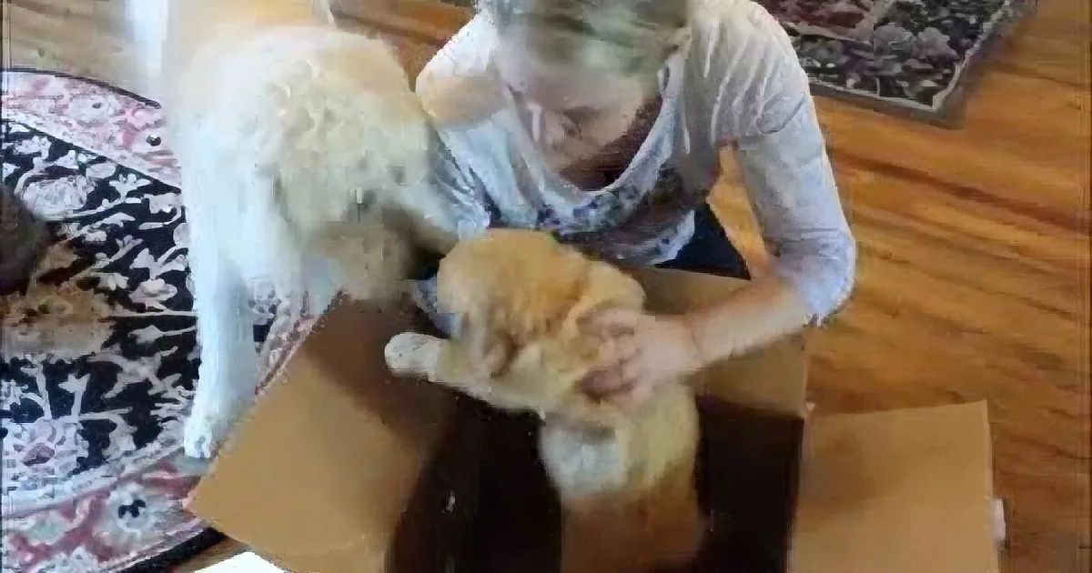 Dog Gets a Surprise Birthday Present: a Puppy! Now Watch When He Gets Closer to Her.