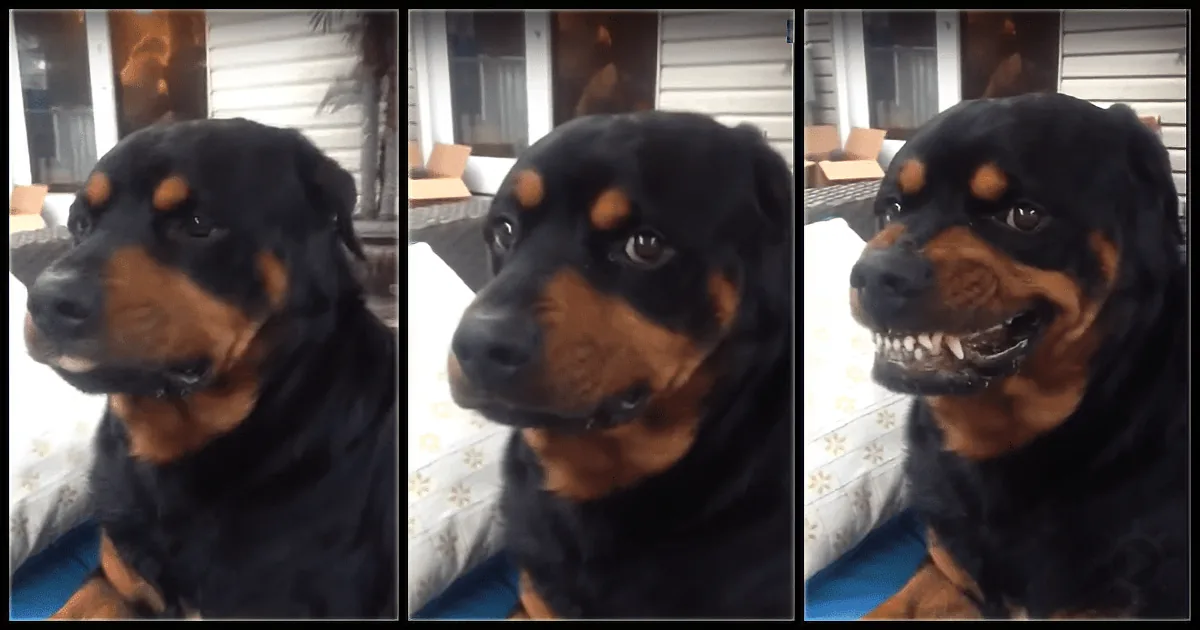 A Rottweiler dog is shown in three different expressions, looking to the side, then slightly to the right, and finally...