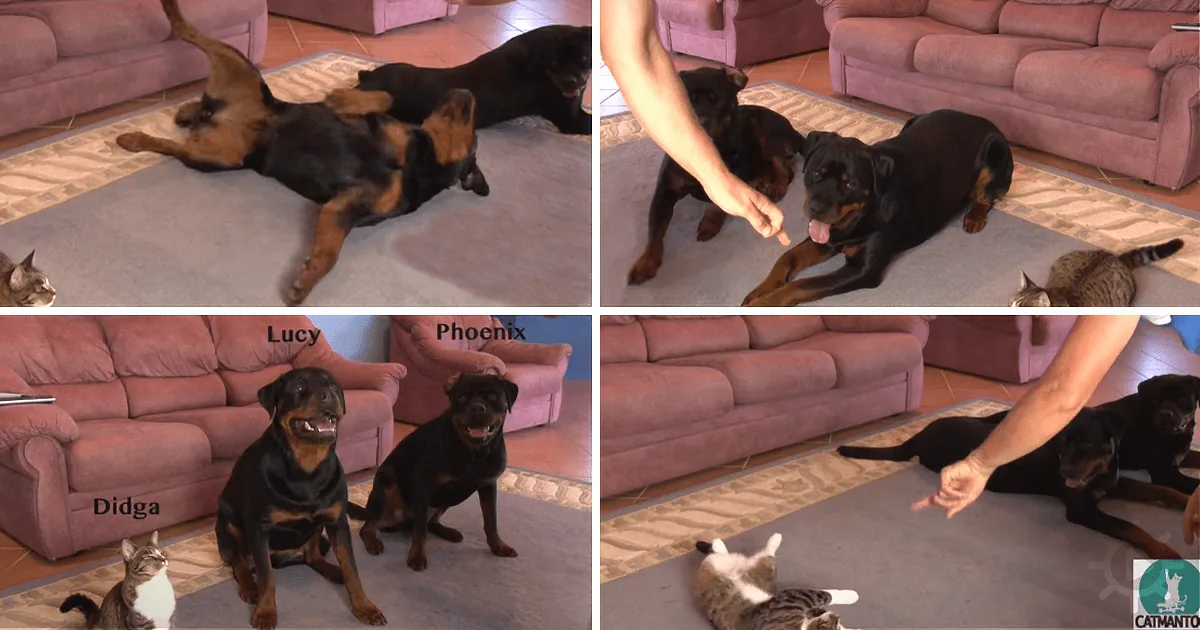 He Asked His Dogs to Roll Over. When You See the Cat''s Reaction, You''ll Be in Stitches!