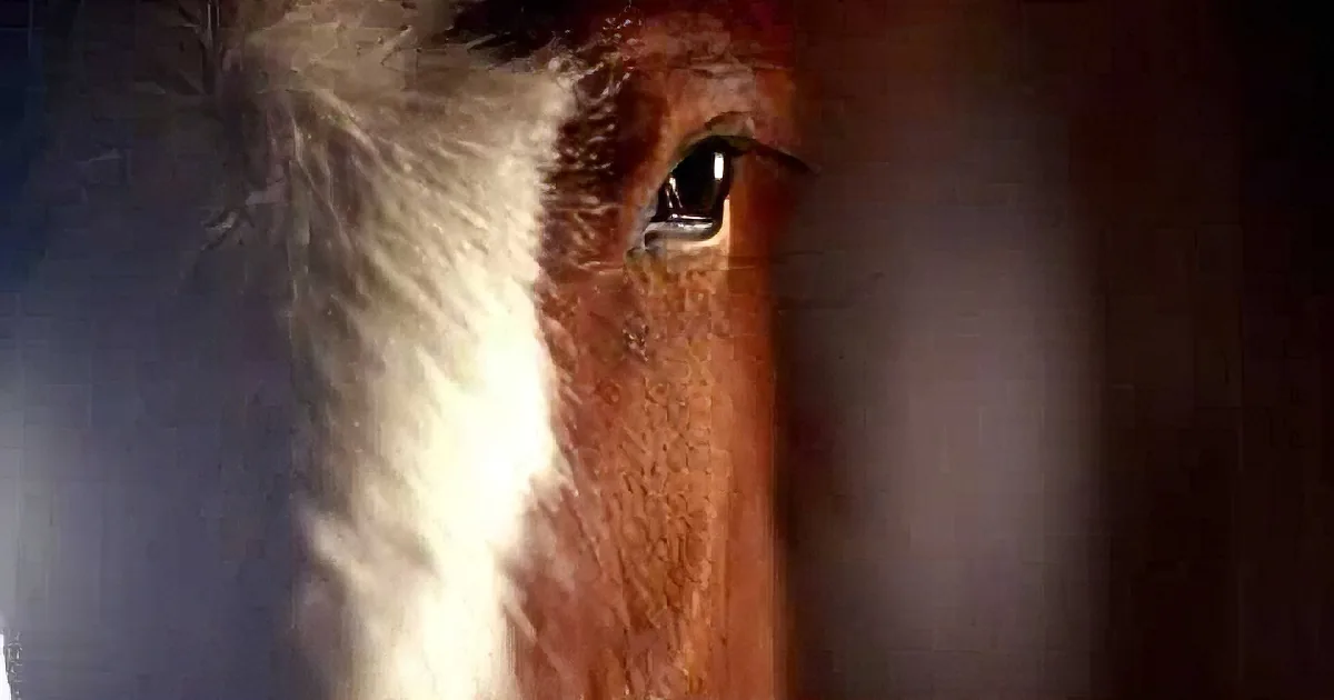 Young Clydesdale Has the Biggest of Dreams in 2006 Super Bowl Commercial