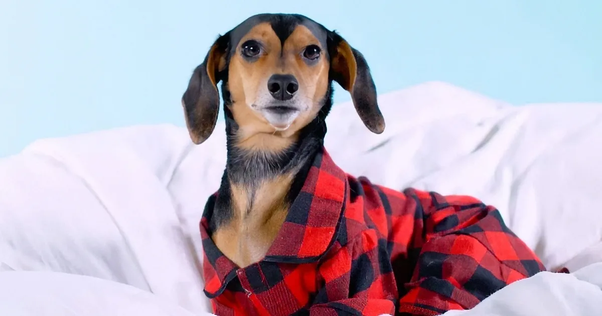 A dachshund wearing a red and black plaid shirt sits on a white bed.