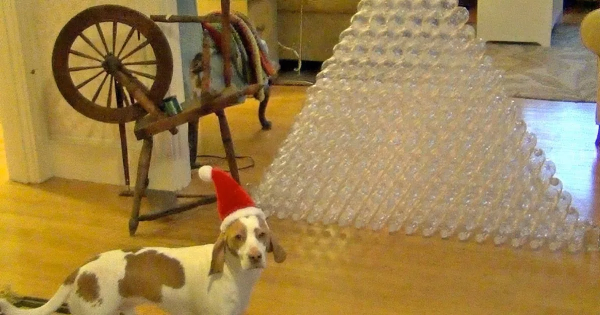 Pyramid of Plastic Bottles: Perfect Christmas Gift (For a Fun-Loving Dog)